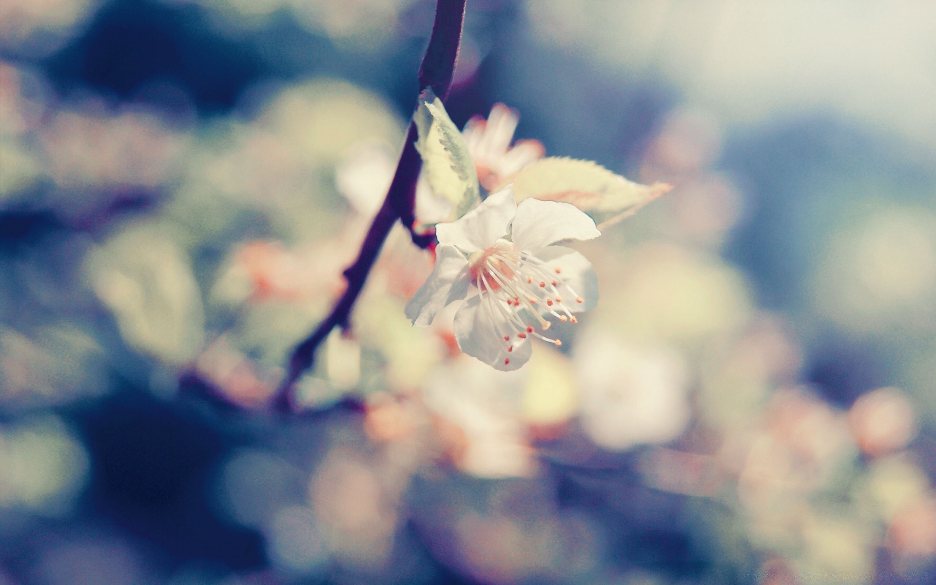 macro flower nature blur leaf outdoors dof summer fair weather flora cherry branch tree winter sun growth