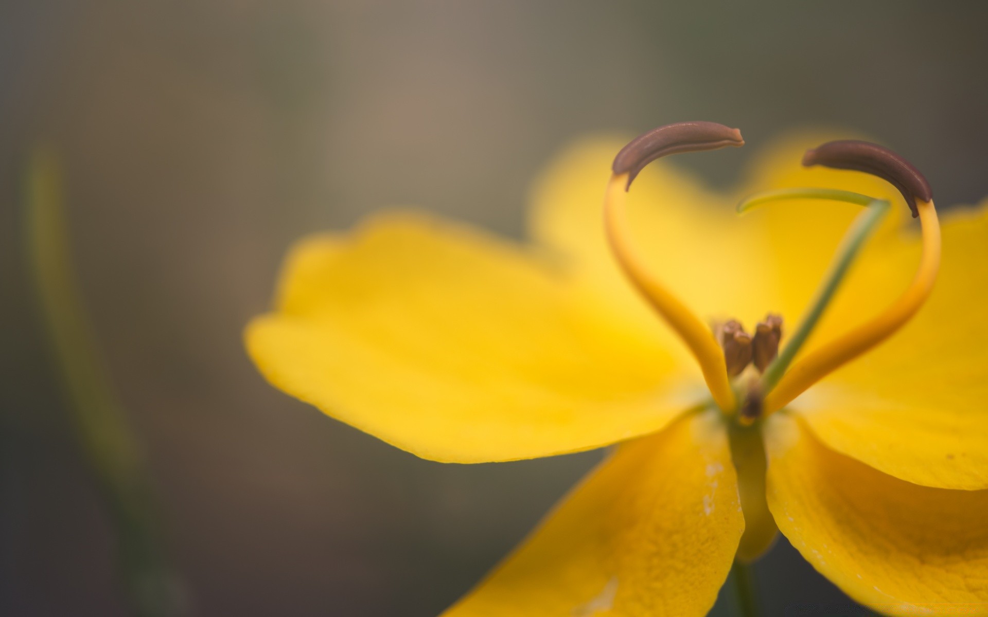 makro fotoğrafçılığı çiçek bulanıklık doğa flora yaprak yaz parlak renk bahçe açık havada büyüme