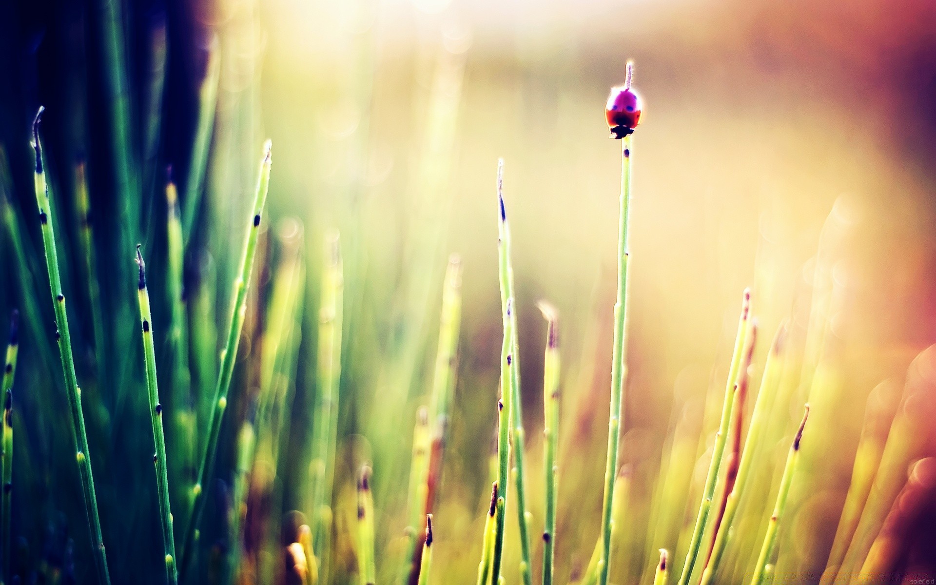 makro gras dämmerung natur unschärfe sommer sonne tau wachstum im freien gutes wetter blatt flora des ländlichen feld garten hell heuhaufen rasen umwelt