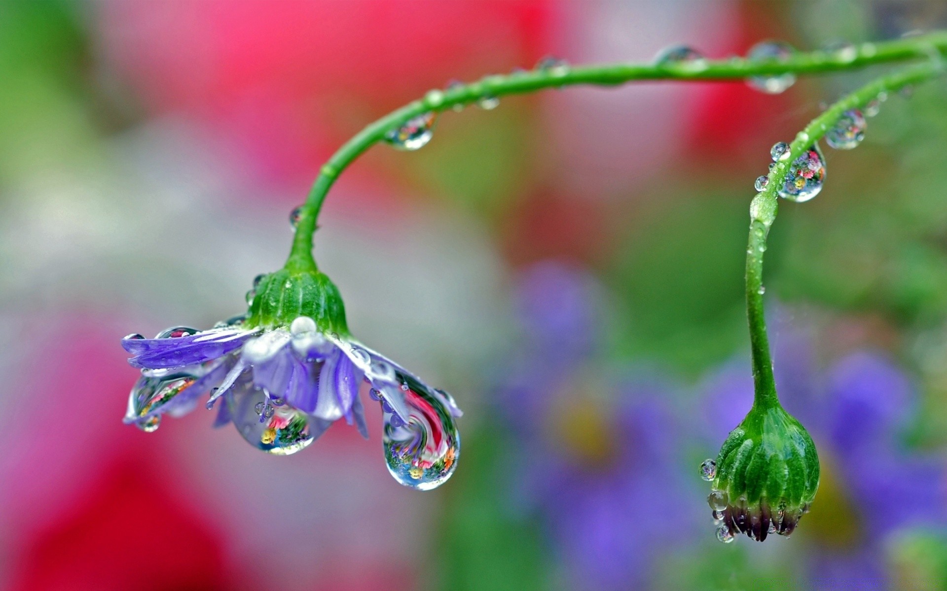 macro natureza flor jardim ao ar livre flora orvalho chuva crescimento folha queda borrão verão bom tempo