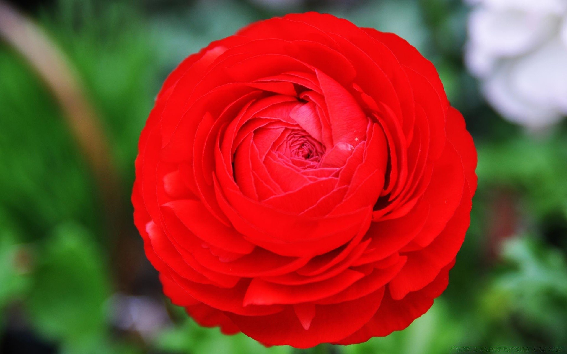 macro fiore rosa amore natura romanticismo petalo flora foglia fiore floreale estate bouquet romantico