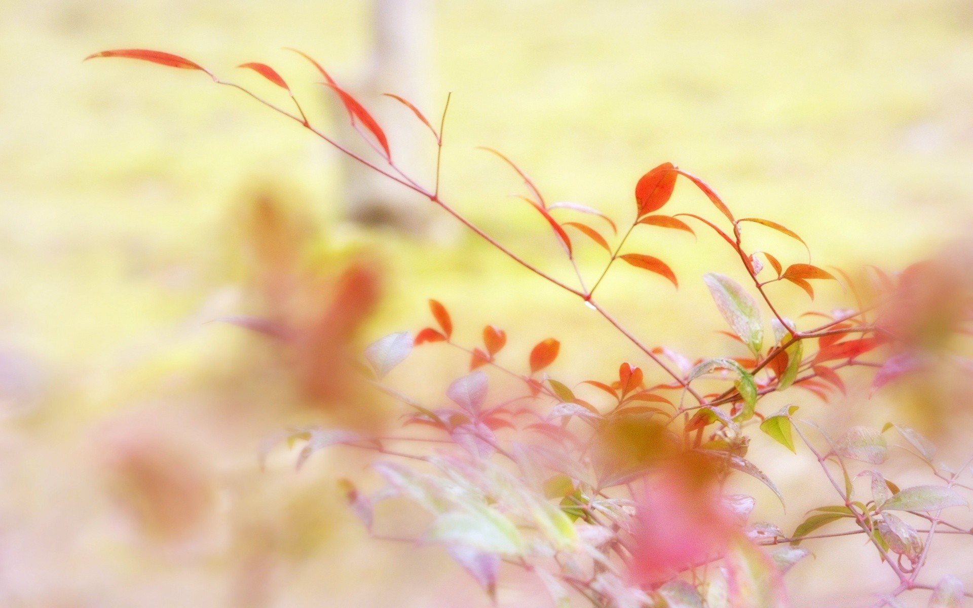 makro fotoğrafçılığı çiçek renk flora doğa yaprak masaüstü bahçe güzel soyut çiçek yaz sezon sonbahar parlak yakın çekim doku dekorasyon fotoğraf çerçevesi bulanıklık sanat