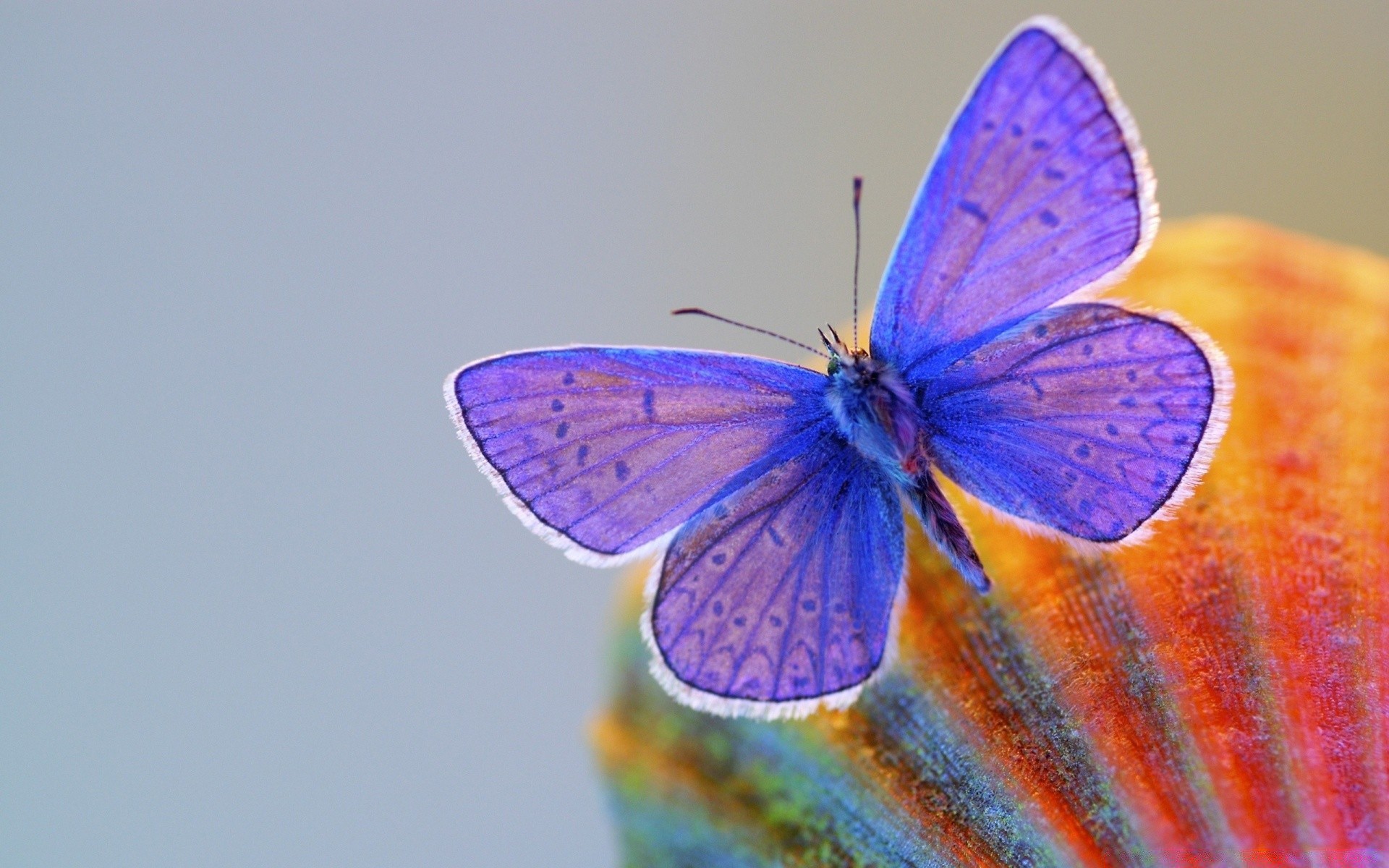 macro mariposa insecto naturaleza al aire libre verano invertebrados flor ala vida silvestre biología luz del día delicado color