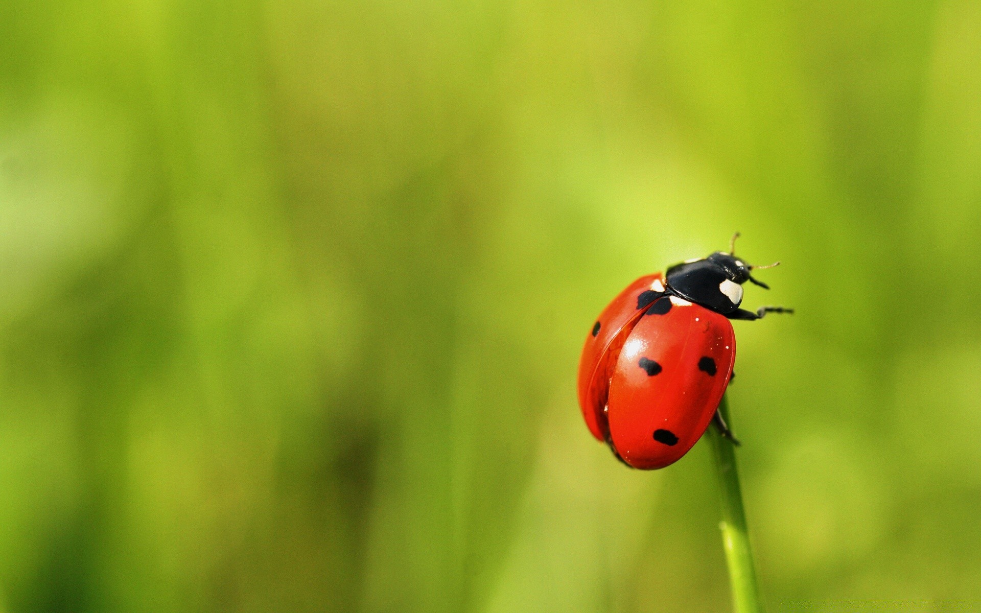 macro coccinella scarabeo insetto natura erba biologia estate foglia piccolo crescita flora giardino piccolo pulito pioggia zoologia luminoso all aperto ambienti