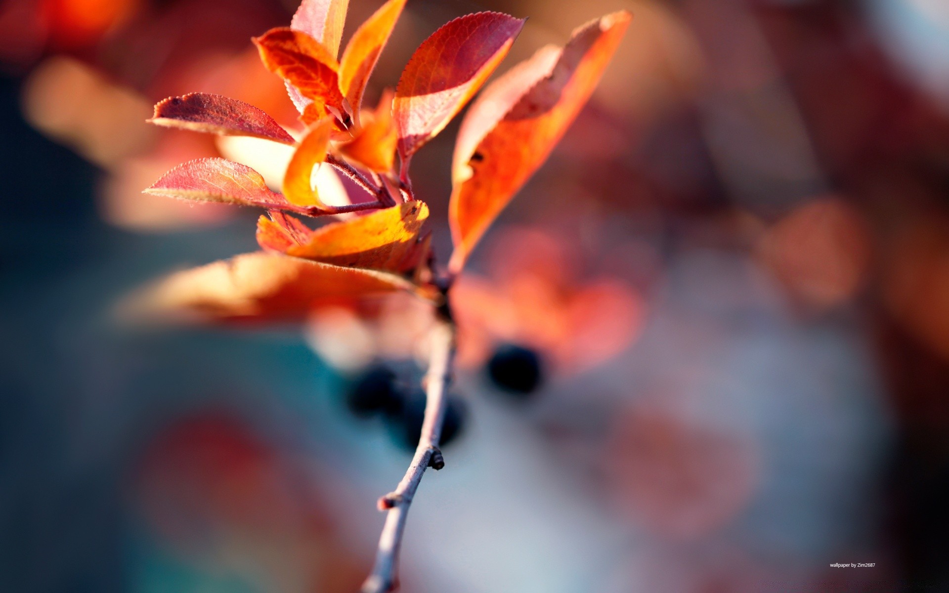 makro liść jesień natura rozmycie flora na zewnątrz kwiat światło jasny kolor oddział