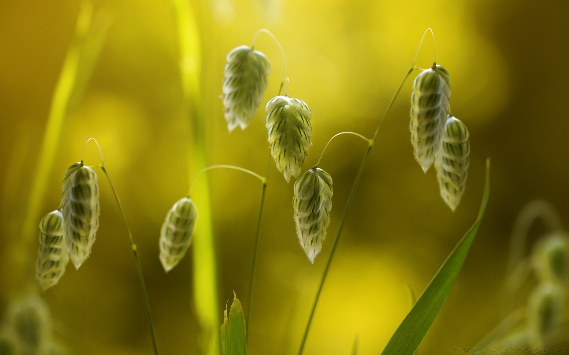 makro natura owad flora wzrost lato pszczoła na zewnątrz liść biologia środowisko zbliżenie jasny kwiat ogród