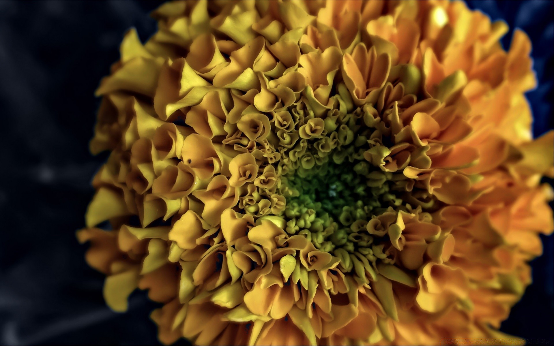 macro natura fiore flora desktop close-up colore foglia giardino bella