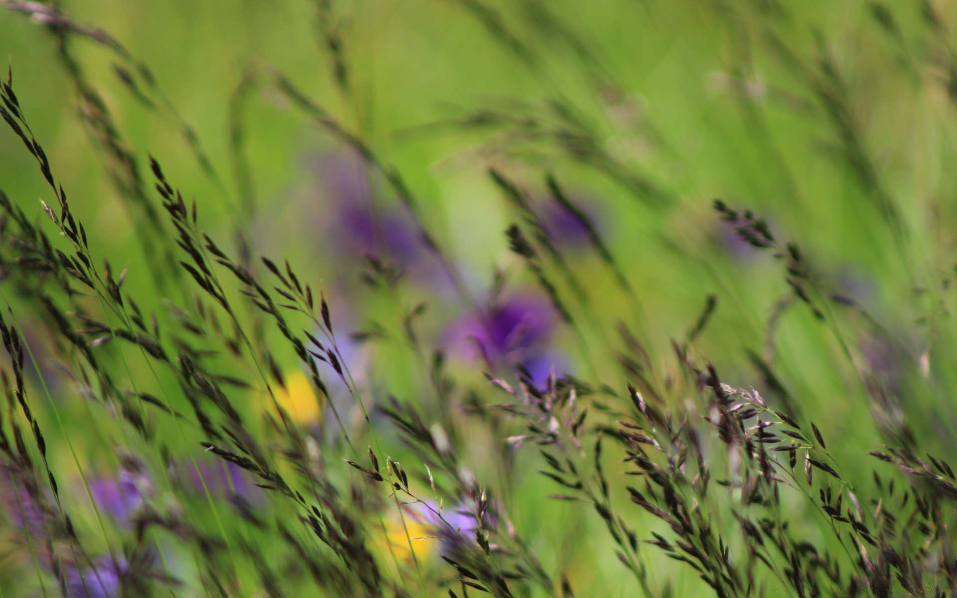 makro kwiat natura flora lato trawa pole ogród liść sianokosy wzrost kolor rozmycie jasny kwiatowy środowiska