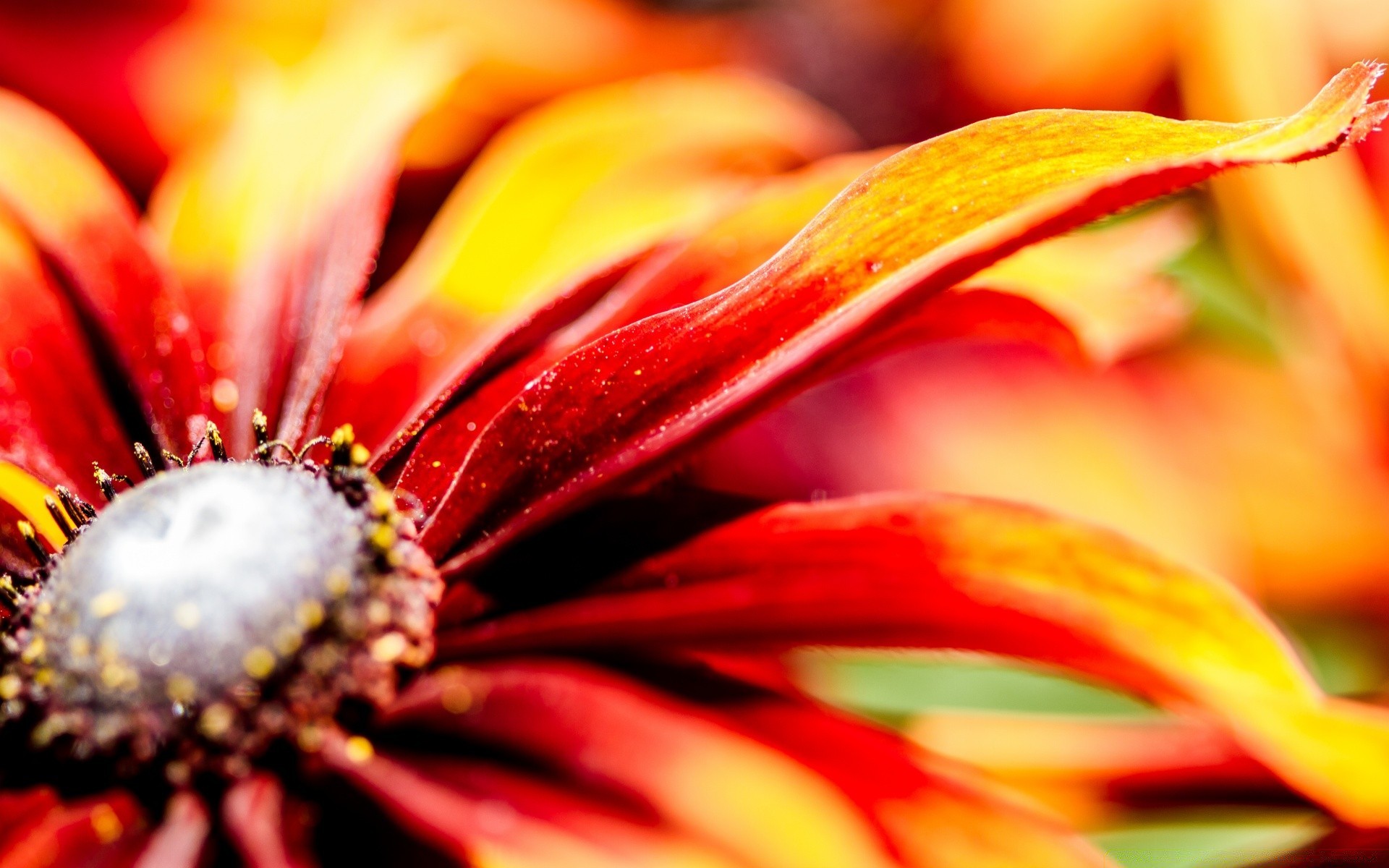 macro nature fleur couleur lumineux feuille flore été belle jardin flou bureau