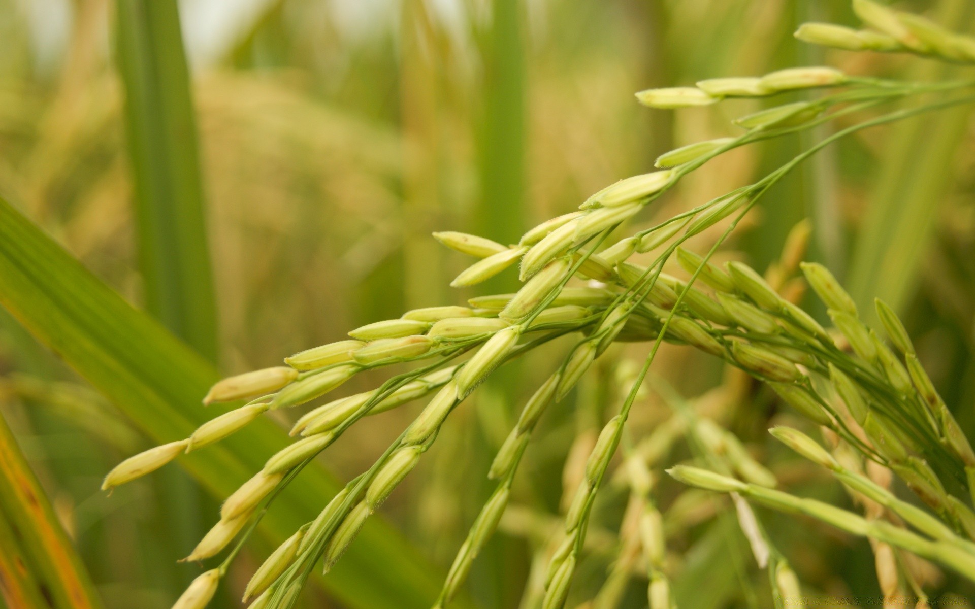 macro crescimento flora folha natureza flocos grama agricultura paddy ao ar livre pasto comida colheita rural campo verão exuberante fazenda arroz