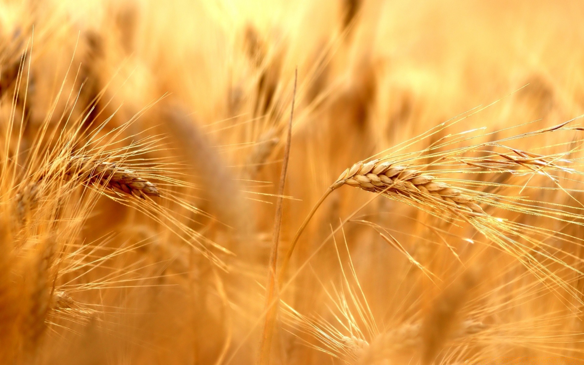 macro shot blé céréales pain seigle pâturage paille graines maïs rural récolte or orge champ farine ferme agriculture pic campagne