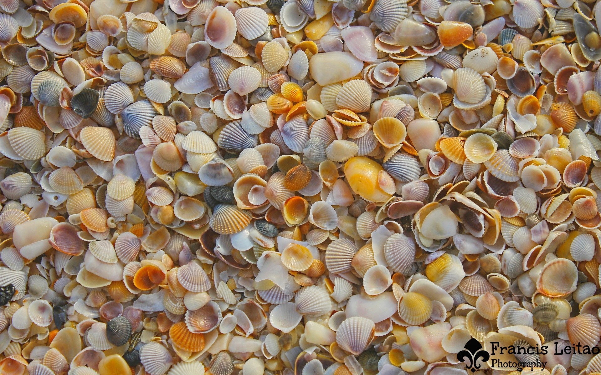 macro área de trabalho concha textura natureza muitos conchas fuzileiro naval padrão moluscos debaixo d água vida selvagem exótico tropical tipo água horizontal animal peixes mar