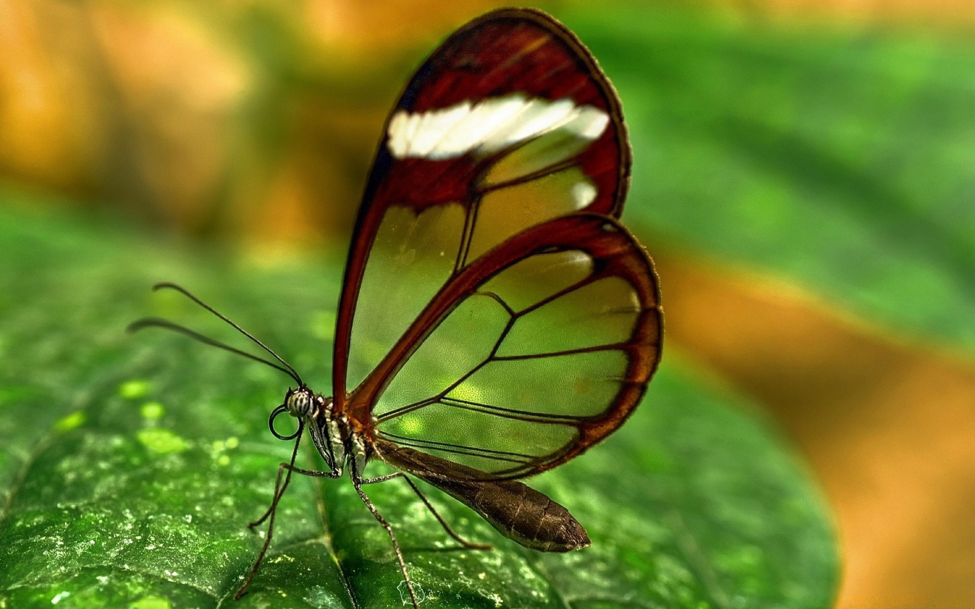 macro insecte nature papillon feuille été à l extérieur flore jardin faune invertébrés biologie lumineux environnement couleur herbe tropical petit gros plan beau