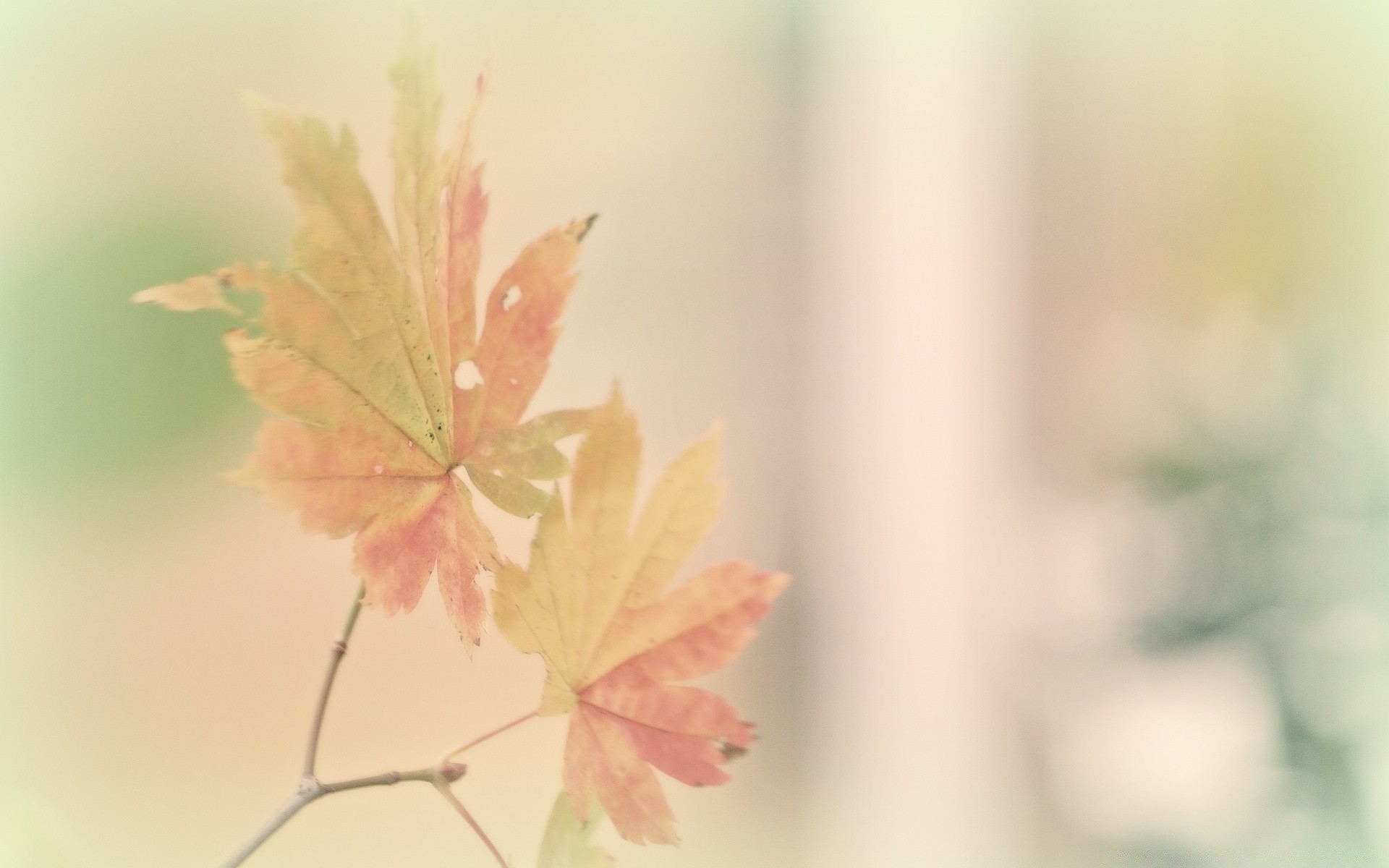 macro leaf nature fall summer flora bright blur outdoors growth