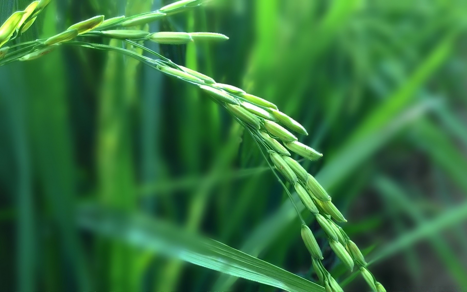 makro wzrost liść flora rosa trawa bujne ostrze natura deszcz ogród środowisko świeżość lato spadek trawnik mokry ekologia łuska na zewnątrz