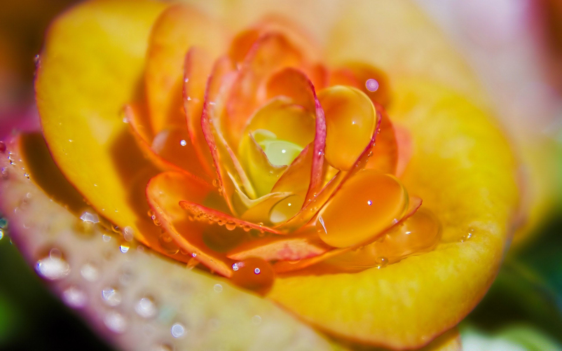 macro nature couleur gros plan fleur feuille lumineux bureau été alimentaire