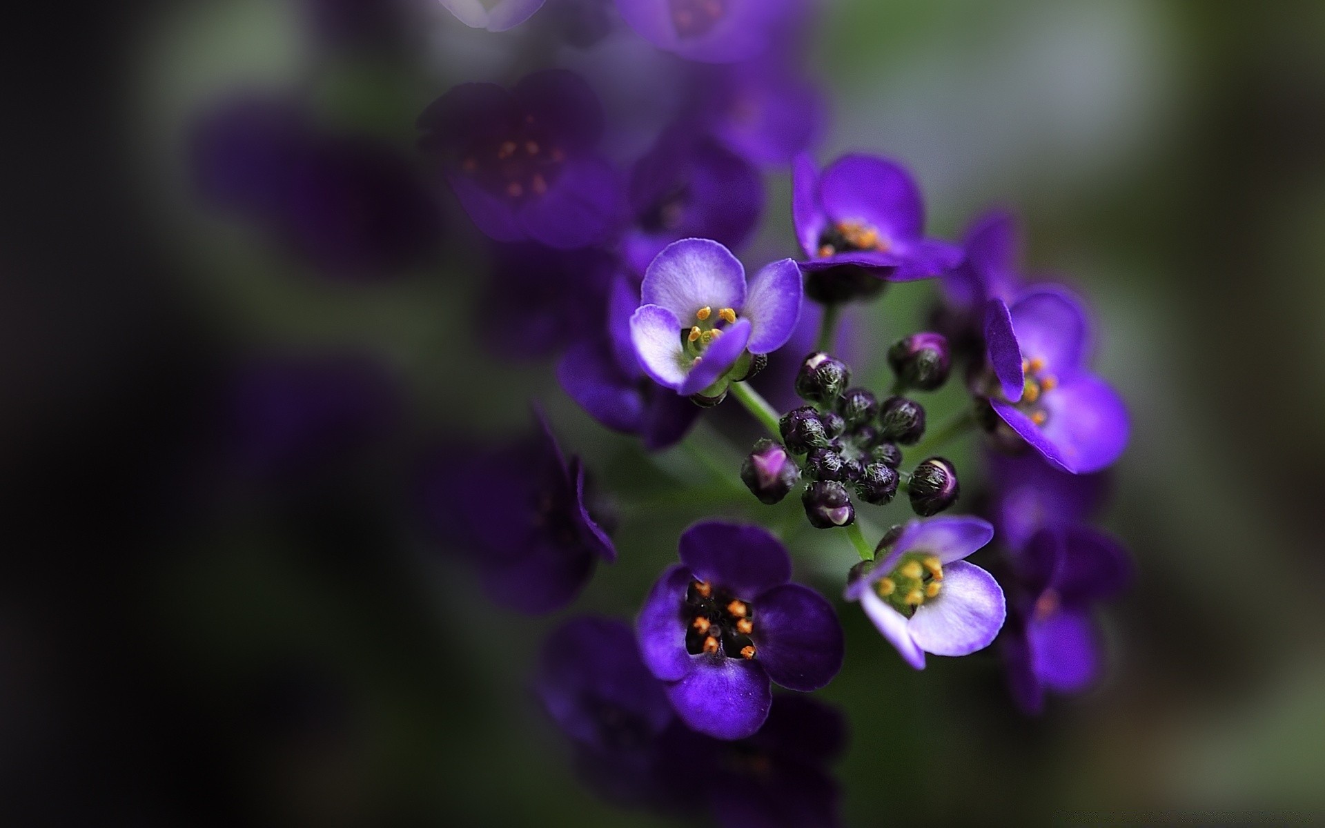 macro flor natureza flora folha jardim verão ao ar livre crescimento violet borrão pétala cor