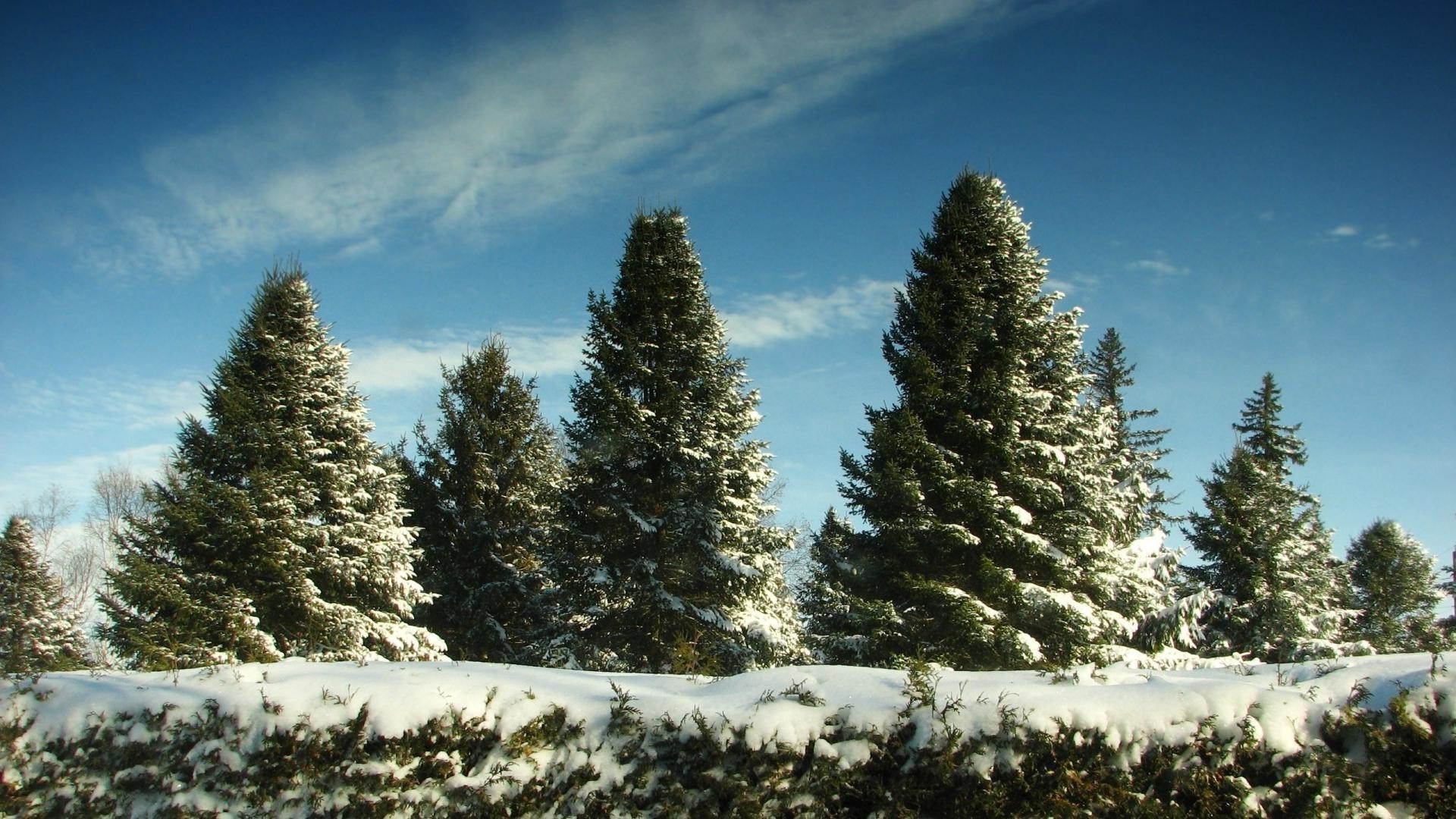 inverno neve albero evergreen conifere paesaggio pino legno abete natura all aperto freddo gelo conifere natale stagione abete scenic montagna