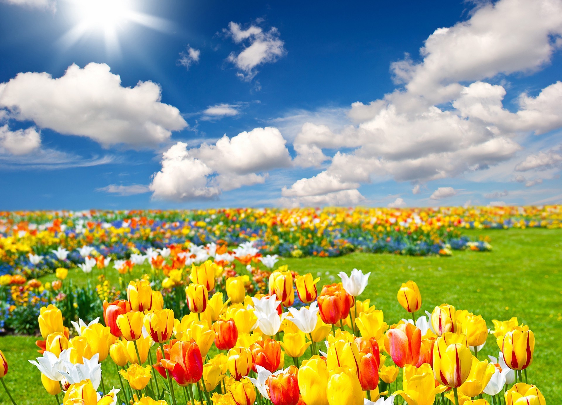 spring tulip flower nature easter bright field season summer fair weather floral grass rural color flora vibrant garden sun hayfield sky