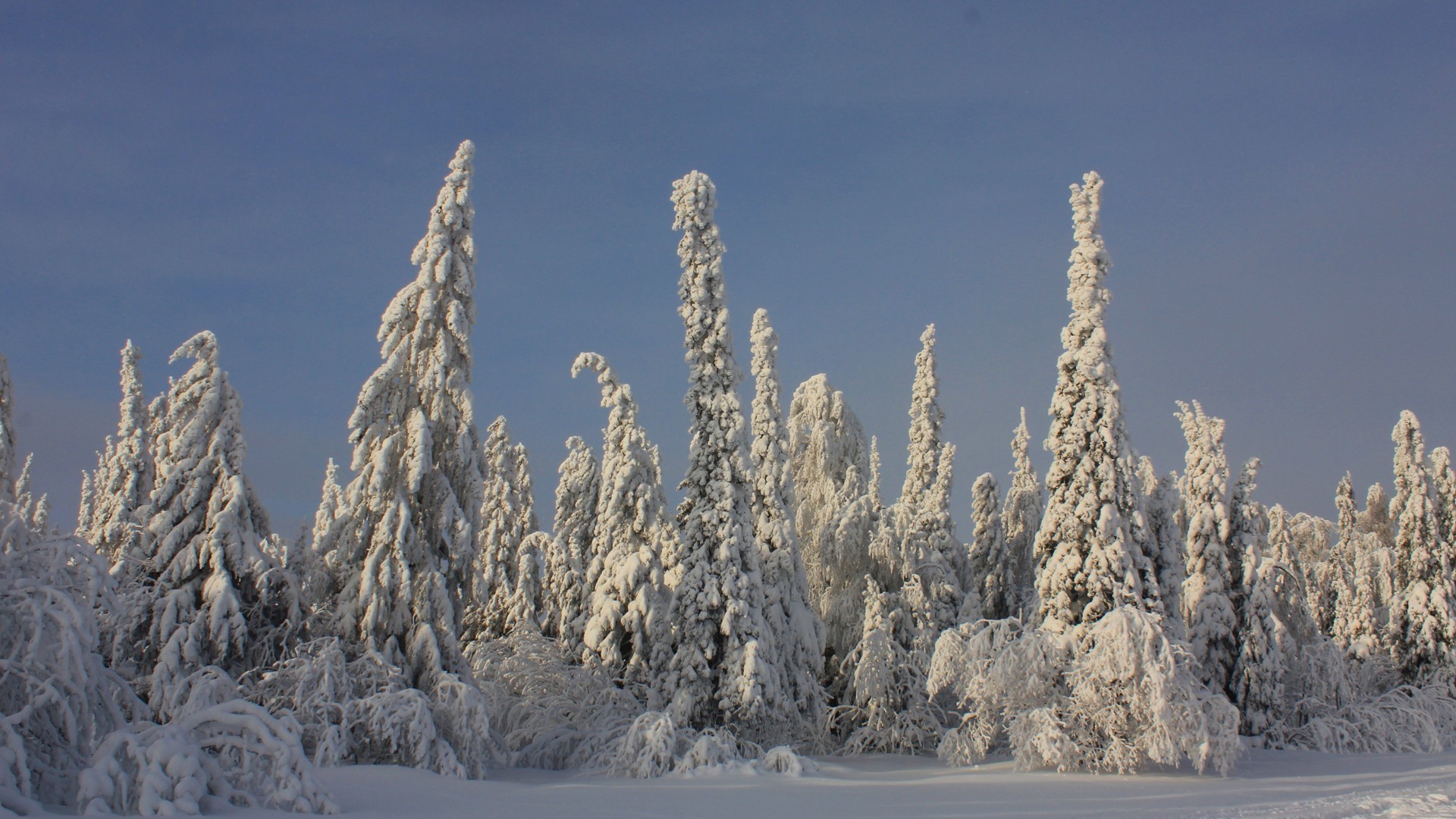 inverno neve gelo freddo ghiaccio natura congelato legno paesaggio all aperto cielo albero