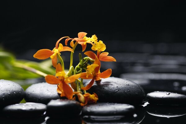 Flores laranja brilhantes em pedras lisas