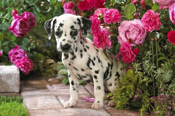 A little puppy among flowers