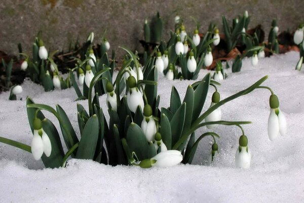 The first flowers in the snow