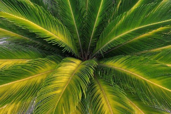 The beauty of the tropics. Fifty shades of green