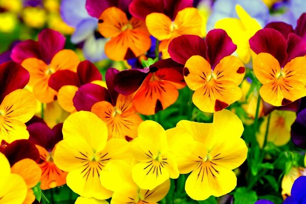 Amazing flowers close-up