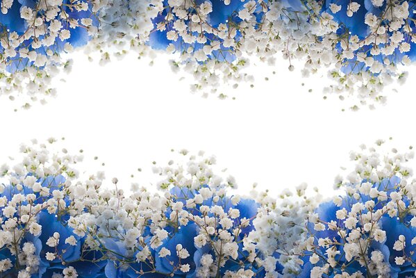 Ramas blancas florecientes con hojas azules