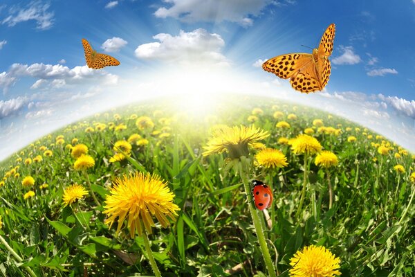 Our planet is in summer. Dandelion butterflies and ladybug