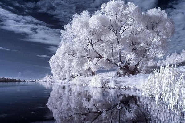 المناظر الطبيعية الشتوية لشجرة مغطاة بالثلوج