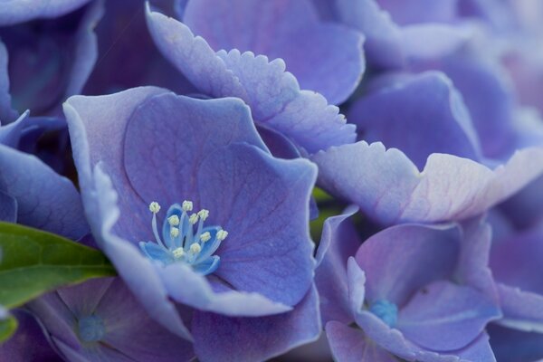 Delicati petali di fiori viola