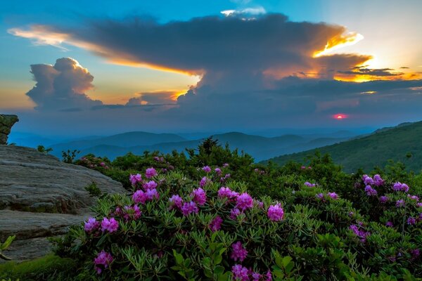 Berglandschaft mit Blumen bei Sonnenuntergang