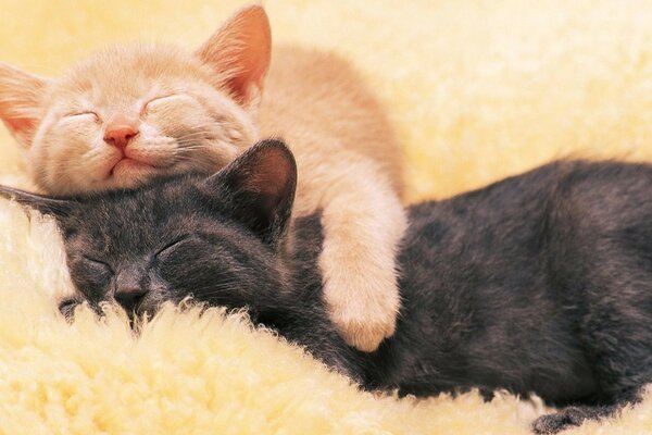 Lindos gatitos durmiendo en un abrazo