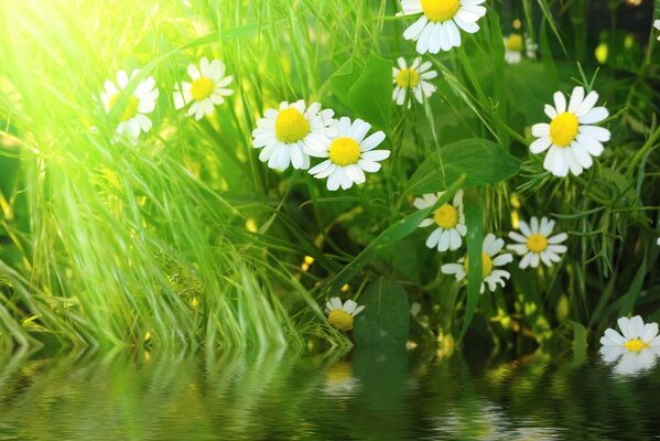 Gänseblümchen und Gras wachsen entlang des Flusses