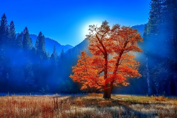 Arbre avec des feuilles jaunies dans la brume de brouillard dans la forêt dans les montagnes