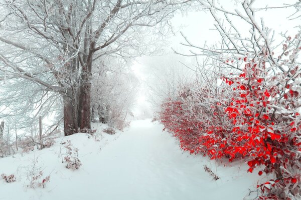 The foliage is burning on the white shroud of winter