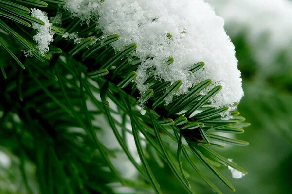 Weihnachtsbaum mit Schnee geschmückt