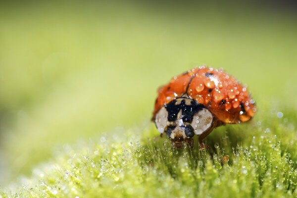 Macro fotografía de una mariquita en el musgo