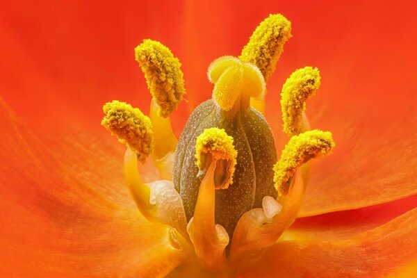 Macro shot de pistils et d étamines à l intérieur du pain