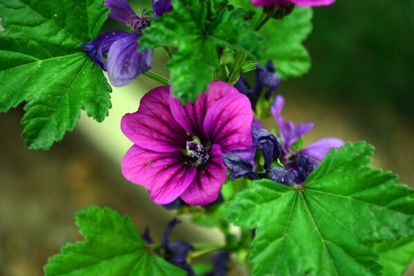 Makroaufnahme der Flora im Garten