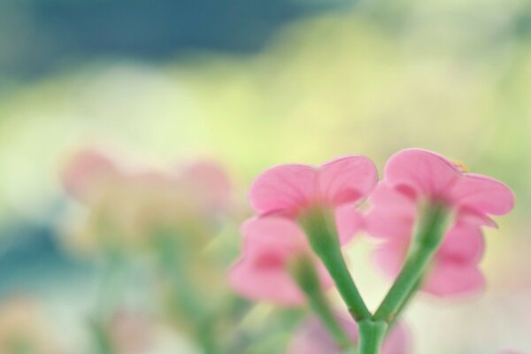 Jardin Botanique fleurs roses