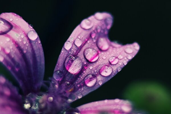 Gotas de orvalho em pétalas de flores lilás