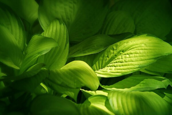 Macro photography, natural flora, green leaves of the plant