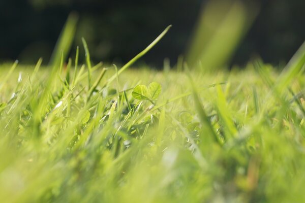 Colpo di erba verde estiva in un prato