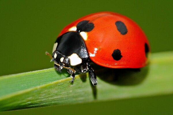 Macro d une coccinelle sur une feuille