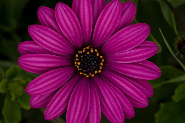 Closeup fleur lilas