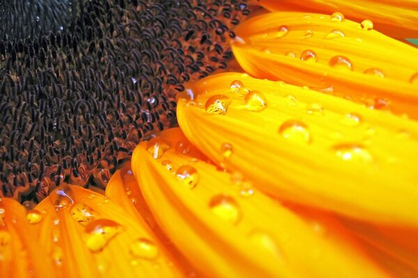 Gouttes de rosée sur une fleur de tournesol