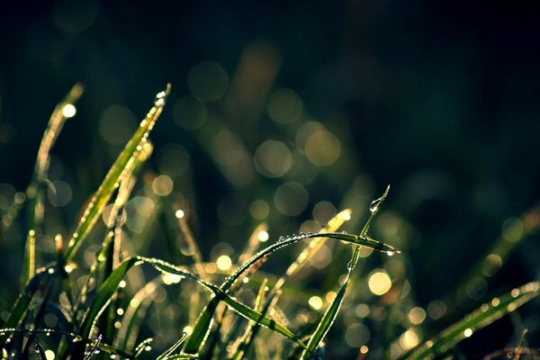 Macro di rugiada al tramonto del giorno